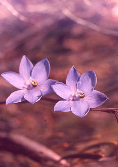 Thelymitra ixioides - Sun Orchid